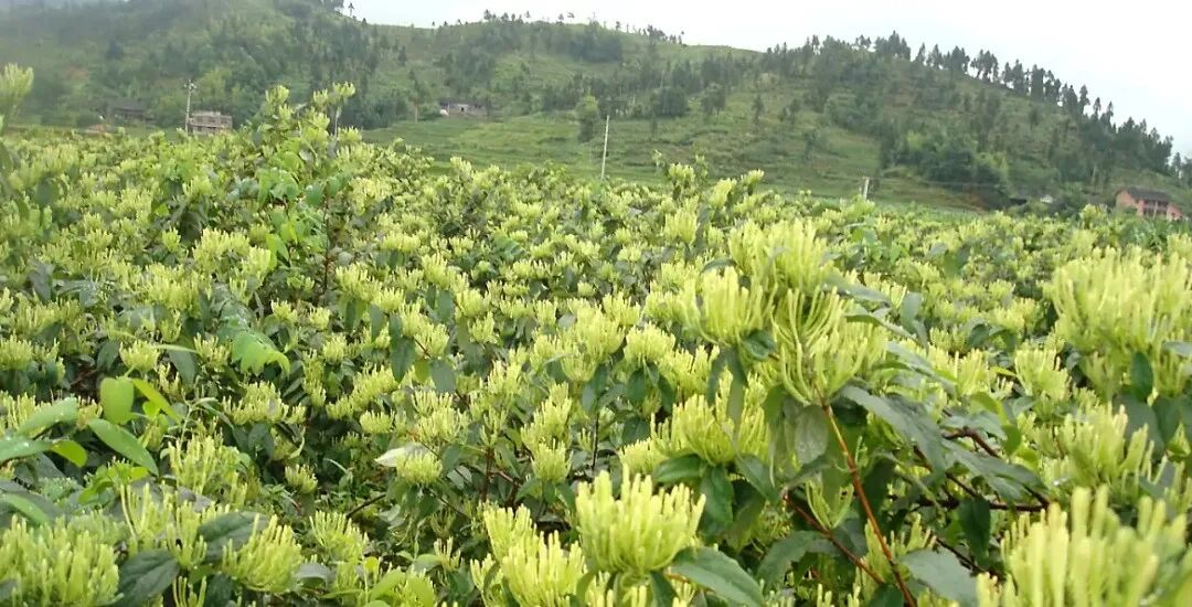 珍宝岛药业:产业链优势凸显,抗病毒产品稳产保供