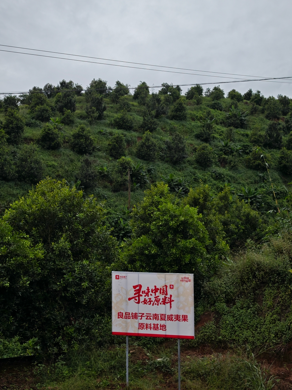 七赴进博之约，良品铺子铺展国产坚果“品质地图”