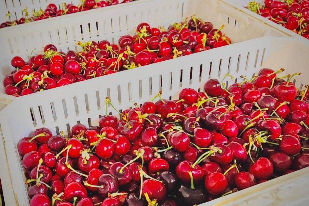 拼多多百亿补贴上线首批车厘子，5斤“智利原箱进口”售价低至154元