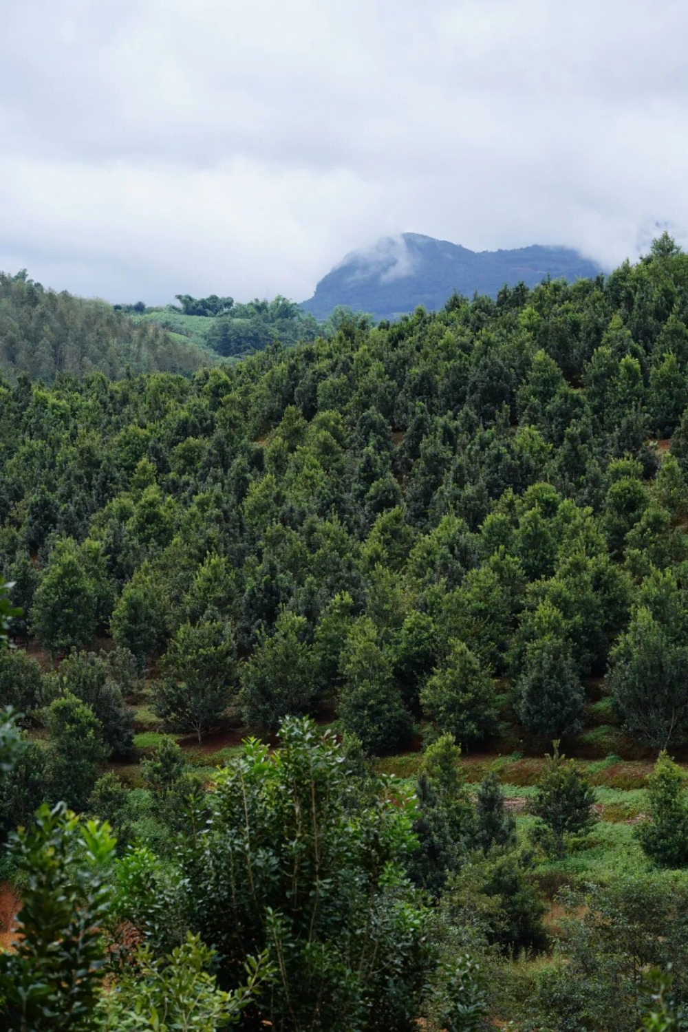 央视新闻溯源云南！良品铺子让中国坚果 “大” 有不同