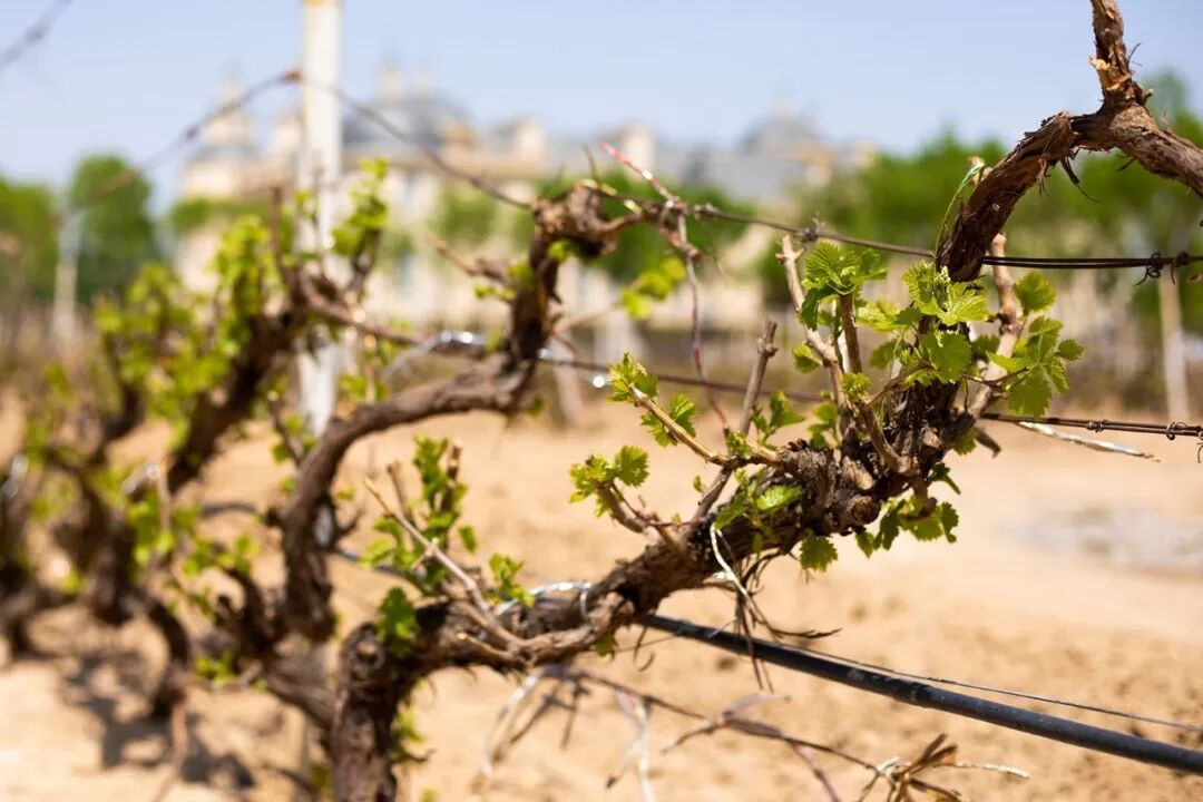 张裕龙谕获“2025拉姆·查兰管理实践奖-杰出奖”