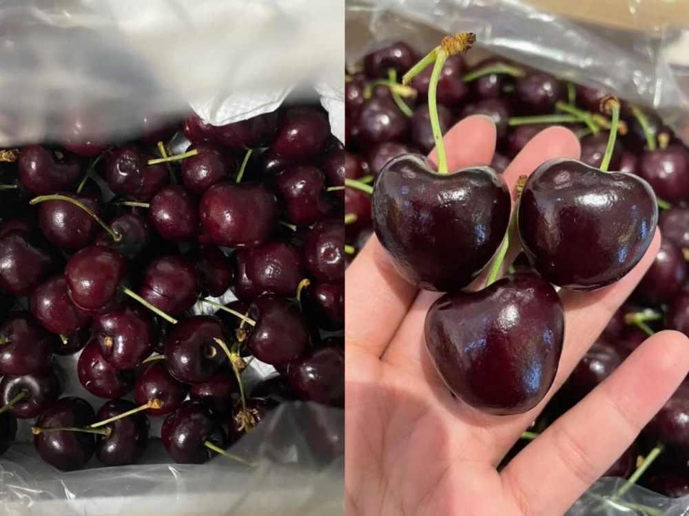 今年跨年，新疆消费者迎来“车厘子自由”！京东生鲜车厘子配送进新疆，最快24小时达